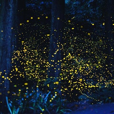 Experience the Magic of the Annual Synchronous Firefly Event in the Smoky Mountains